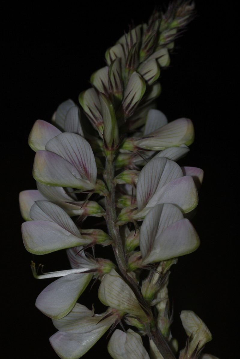 Onobrychis alba subsp. mairei