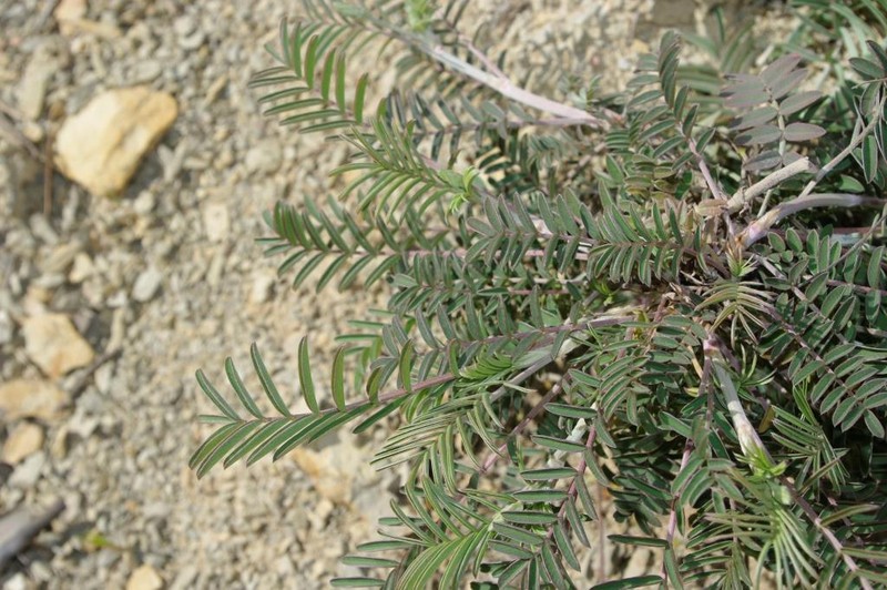 Onobrychis alba subsp. mairei photo 2