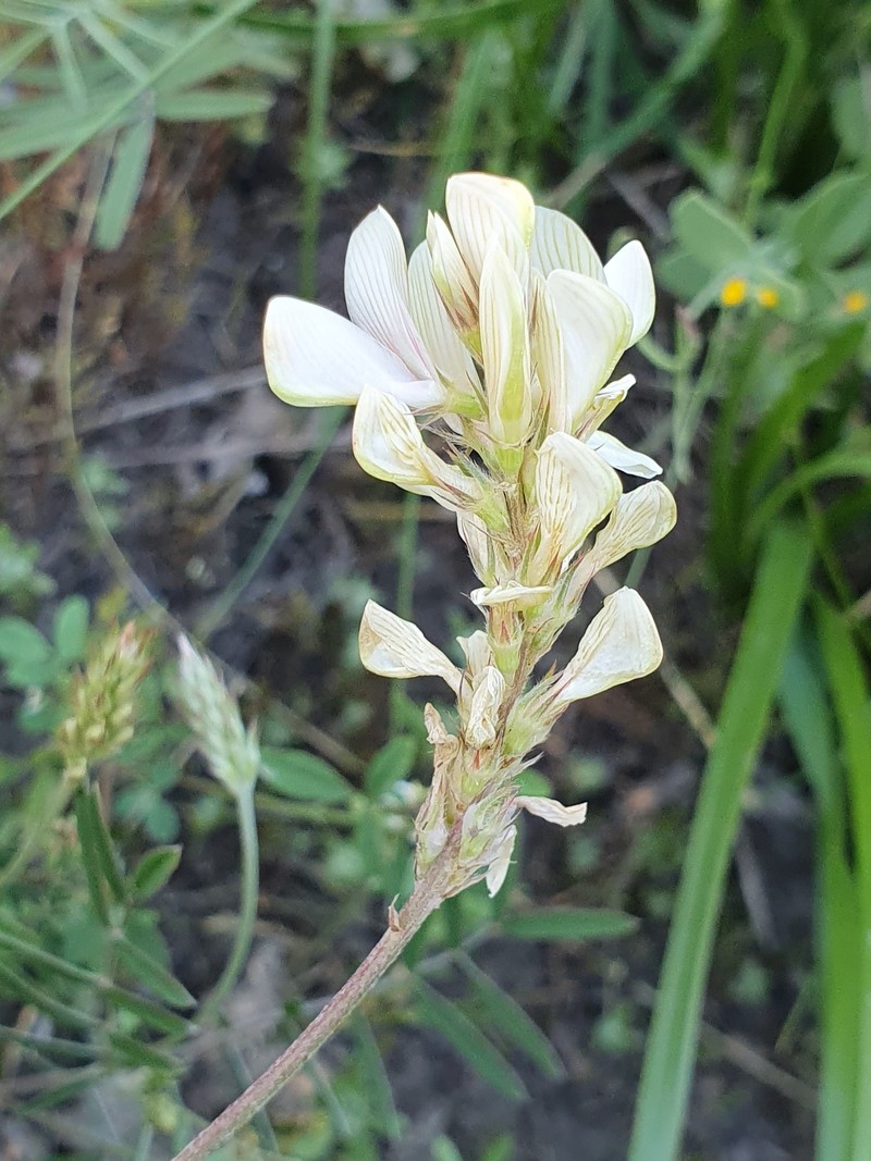 Onobrychis alba subsp. mairei photo 3