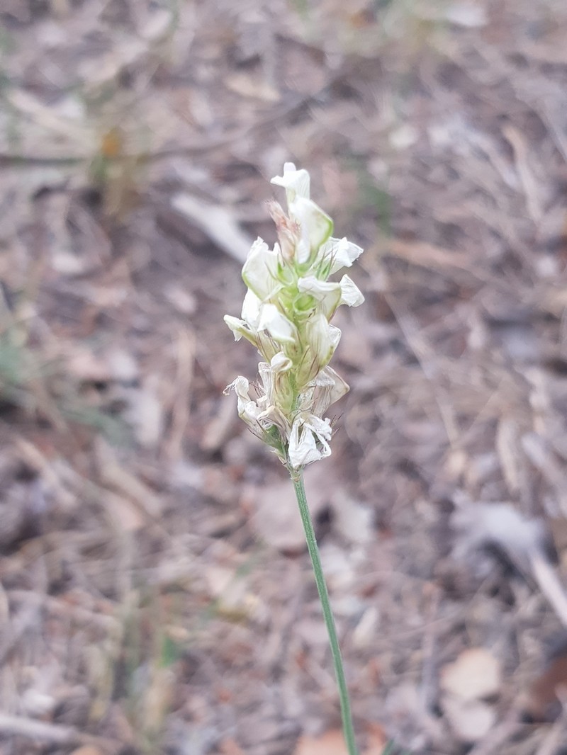 Onobrychis alba subsp. mairei photo 4