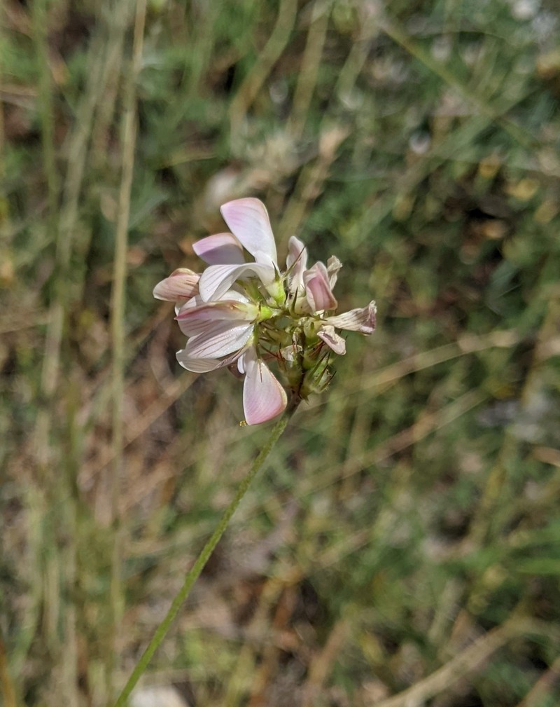 Onobrychis alba subsp. pentelica