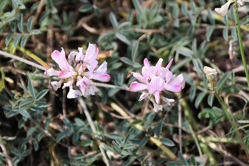 Onobrychis alba subsp. pentelica photo 2