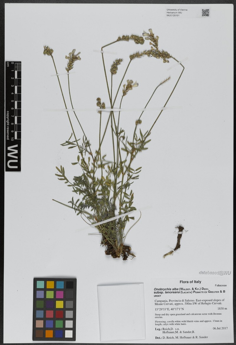 Onobrychis alba subsp. tenoreana