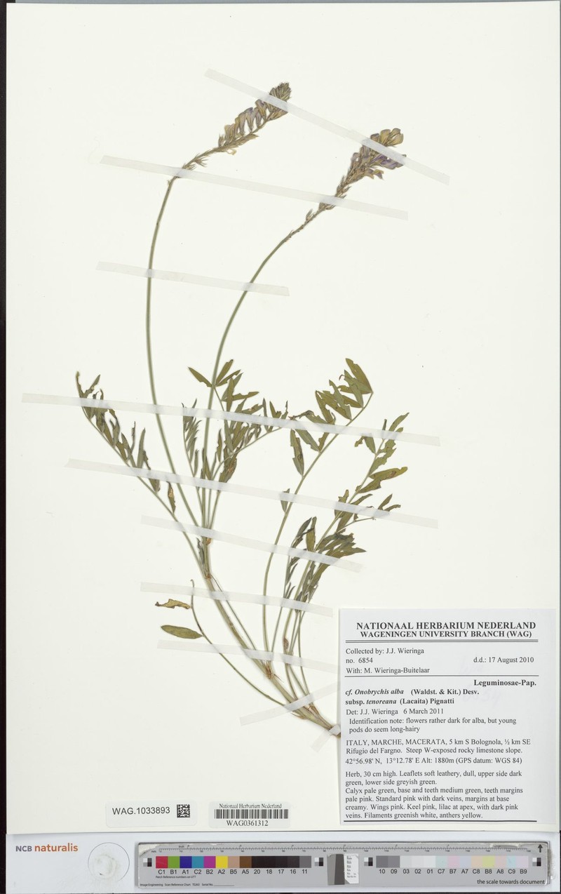 Onobrychis alba subsp. tenoreana photo 2