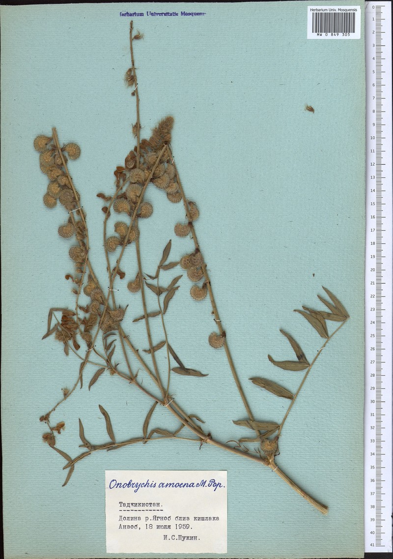 Onobrychis amoena