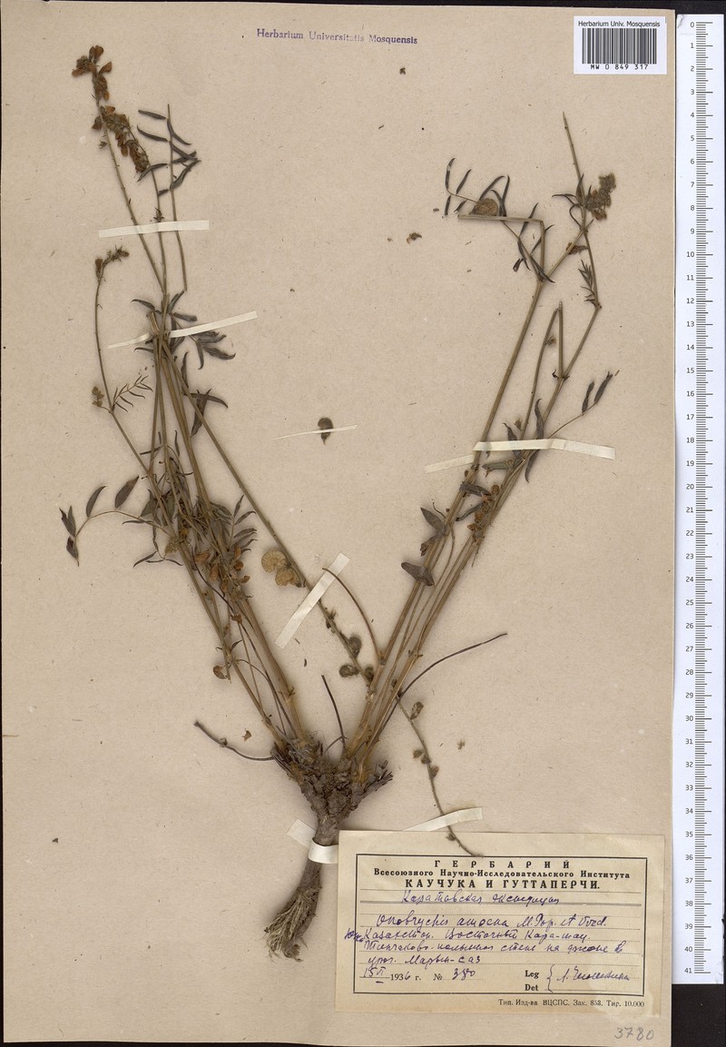 Onobrychis amoena photo 2