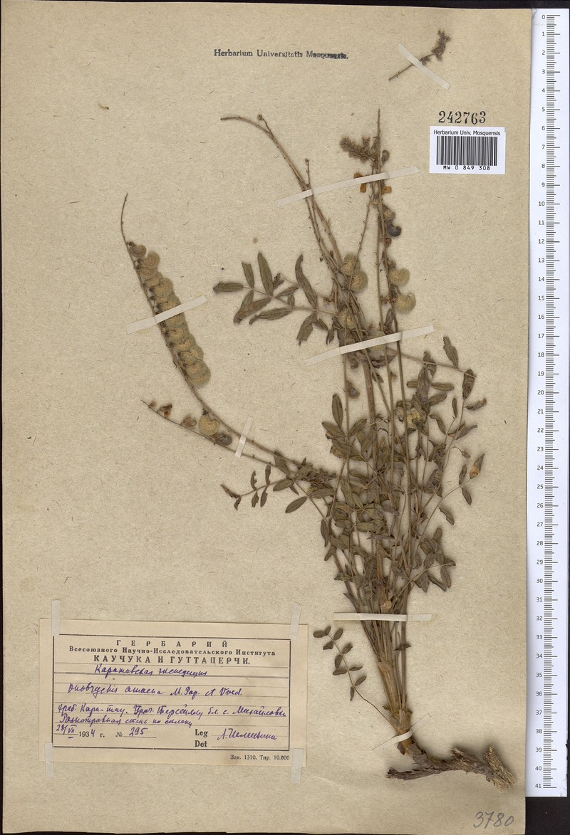 Onobrychis amoena photo 3