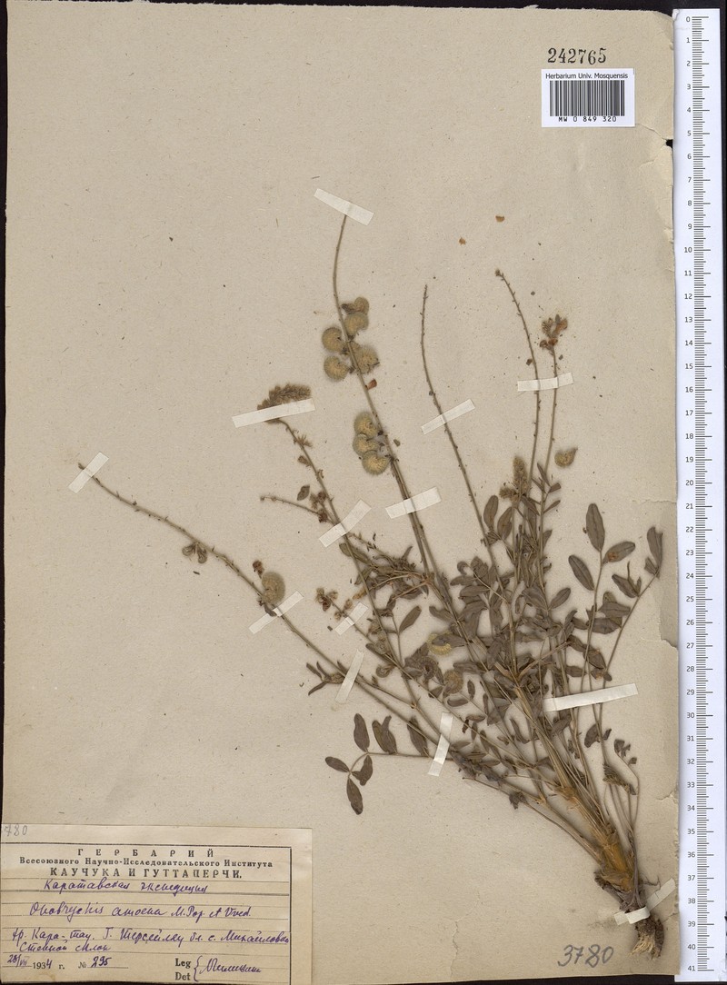 Onobrychis amoena photo 4