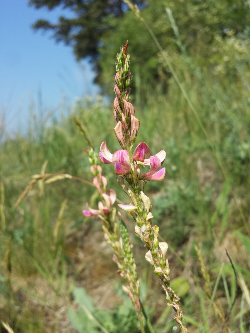 Onobrychis arenaria