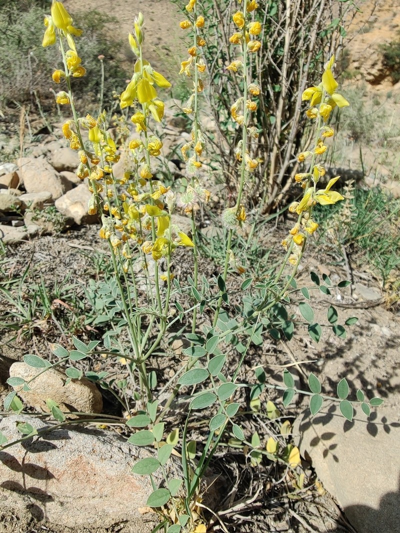 Onobrychis argyrea