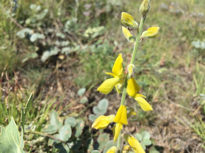 Onobrychis argyrea photo 2