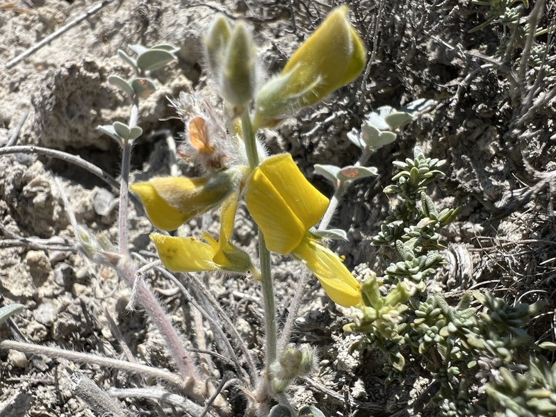 Onobrychis argyrea photo 3