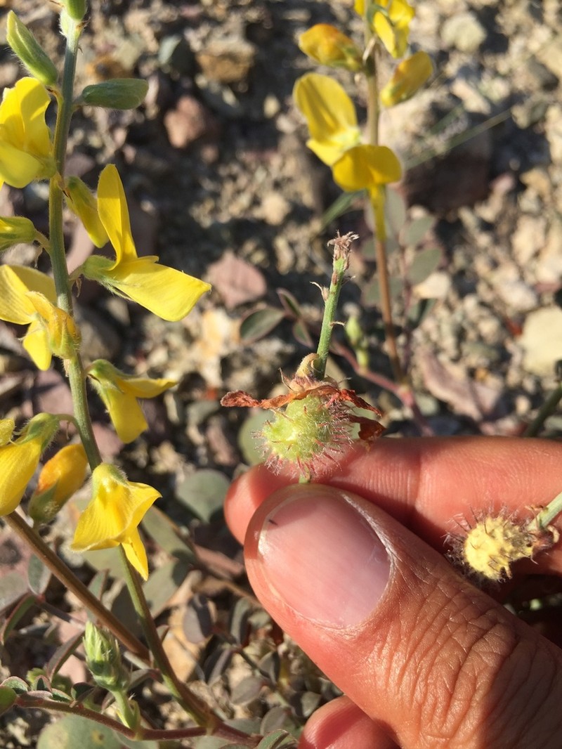 Onobrychis argyrea photo 4