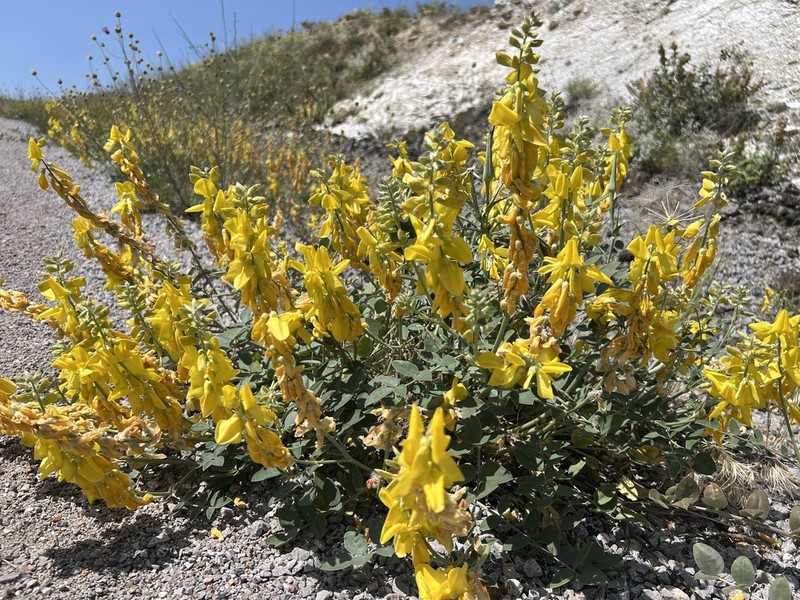 Onobrychis argyrea photo 5