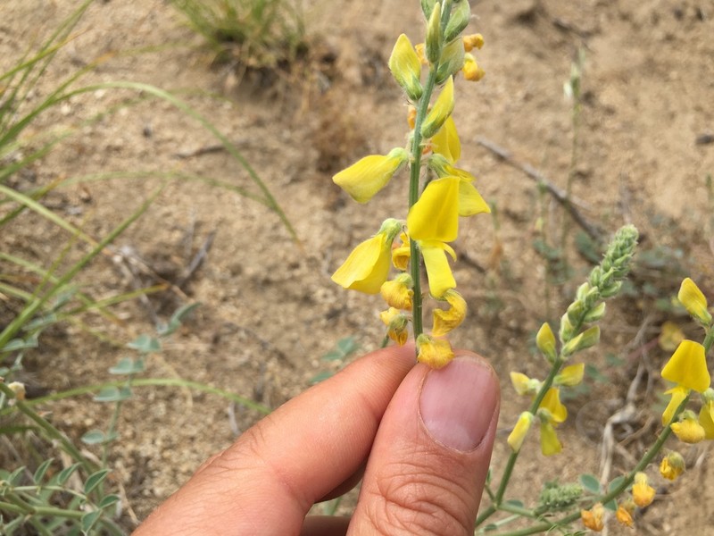 Onobrychis argyrea photo 6