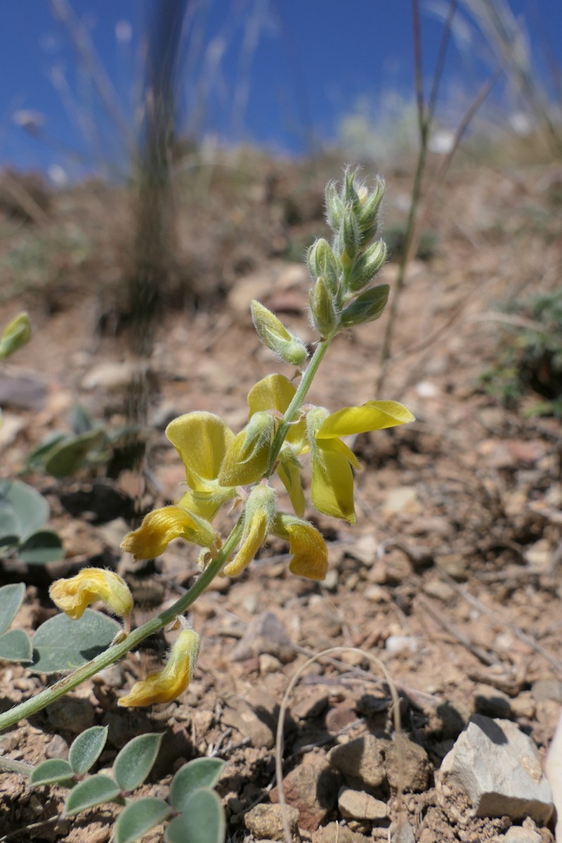 Onobrychis argyrea photo 7