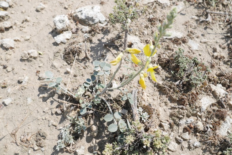 Onobrychis argyrea photo 8