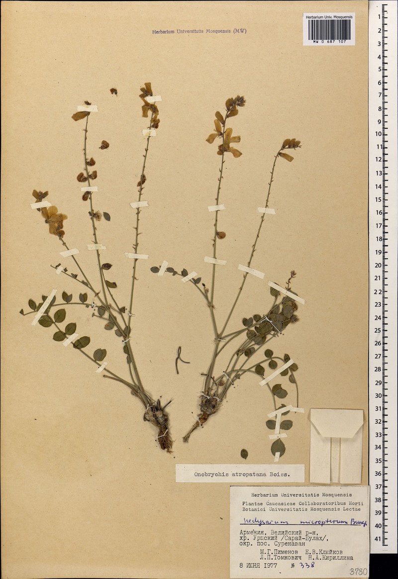 Onobrychis atropatana