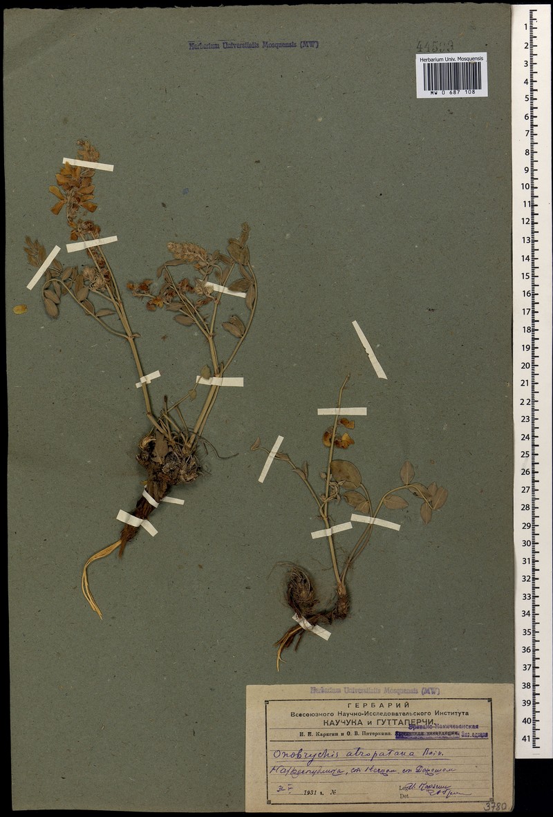 Onobrychis atropatana photo 3