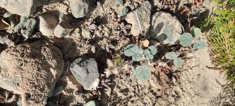 Onobrychis aucheri