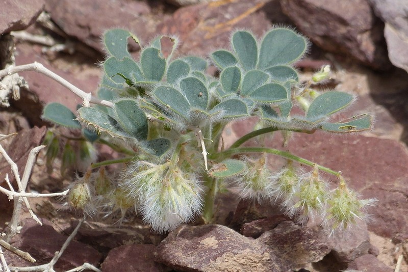 Onobrychis aucheri photo 2