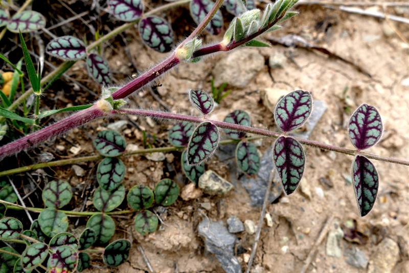 Onobrychis aucheri photo 3