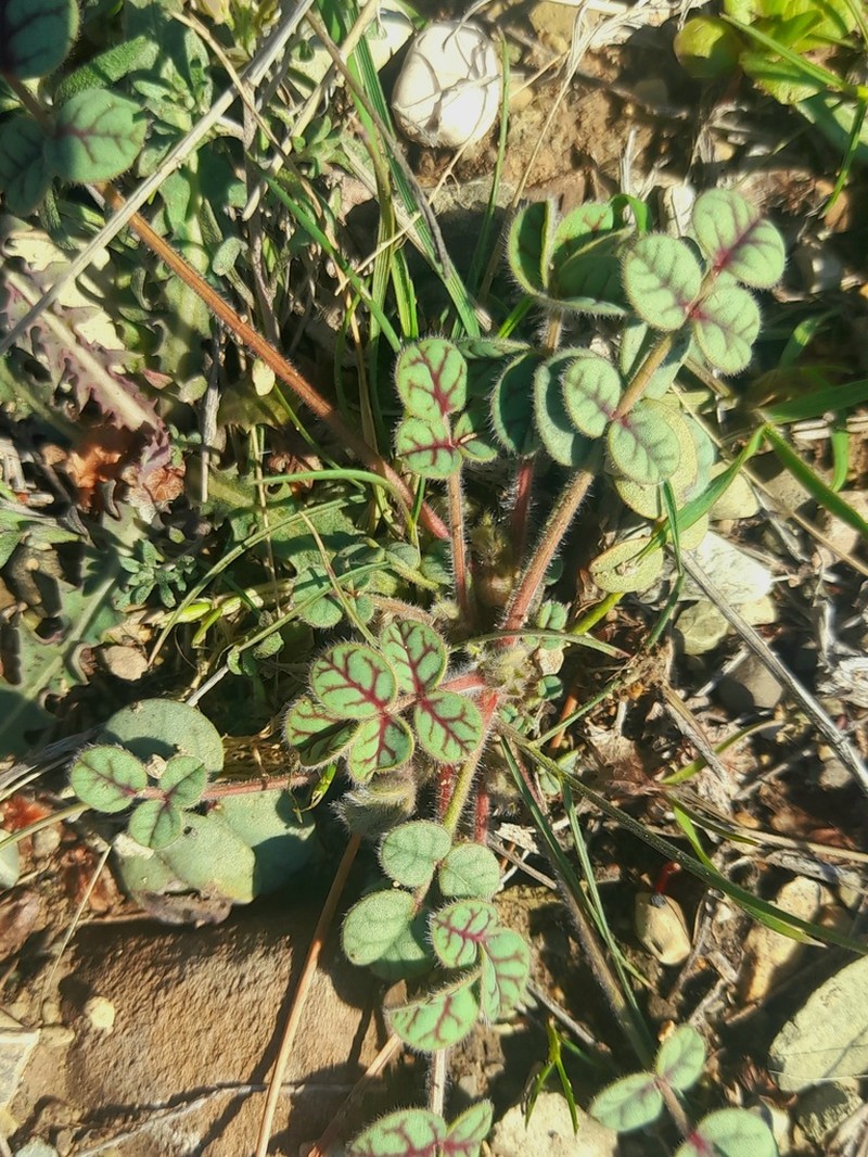 Onobrychis aucheri photo 4