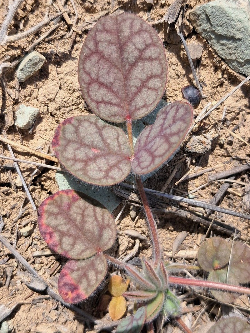 Onobrychis aucheri photo 5