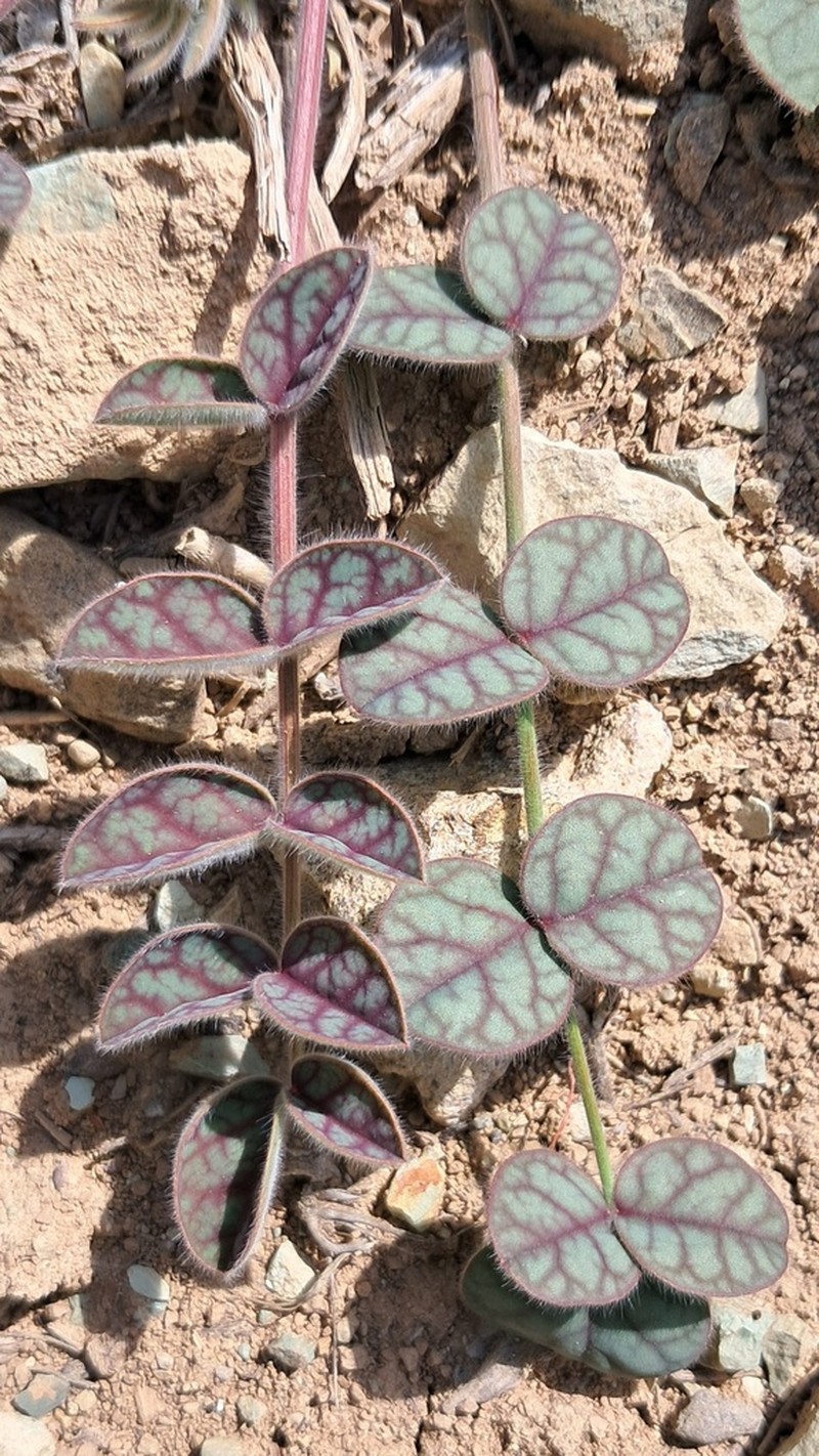 Onobrychis aucheri photo 7
