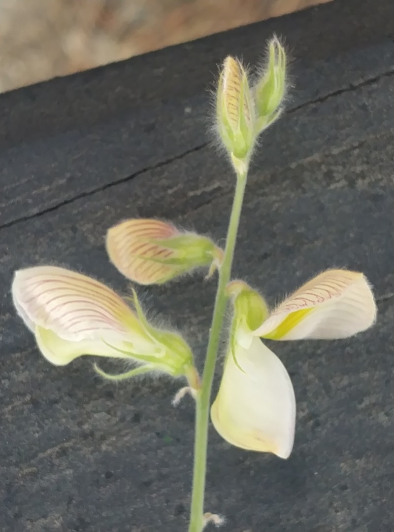 Onobrychis aucheri photo 8