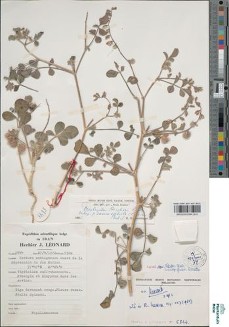 Onobrychis aucheri subsp. psammophila