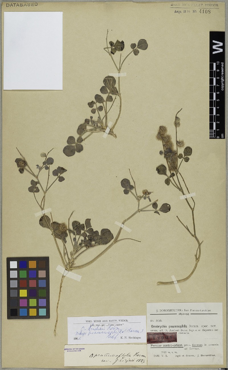 Onobrychis aucheri subsp. psammophila photo 2
