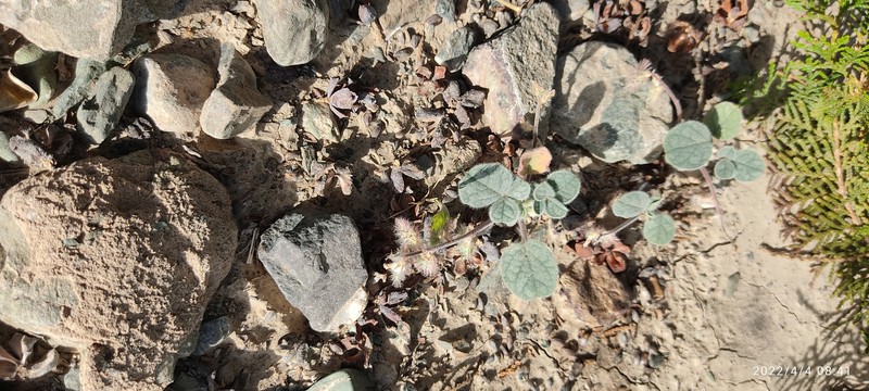 Onobrychis aucheri subsp. teheranica