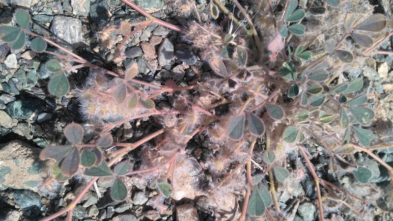 Onobrychis aucheri subsp. teheranica photo 2