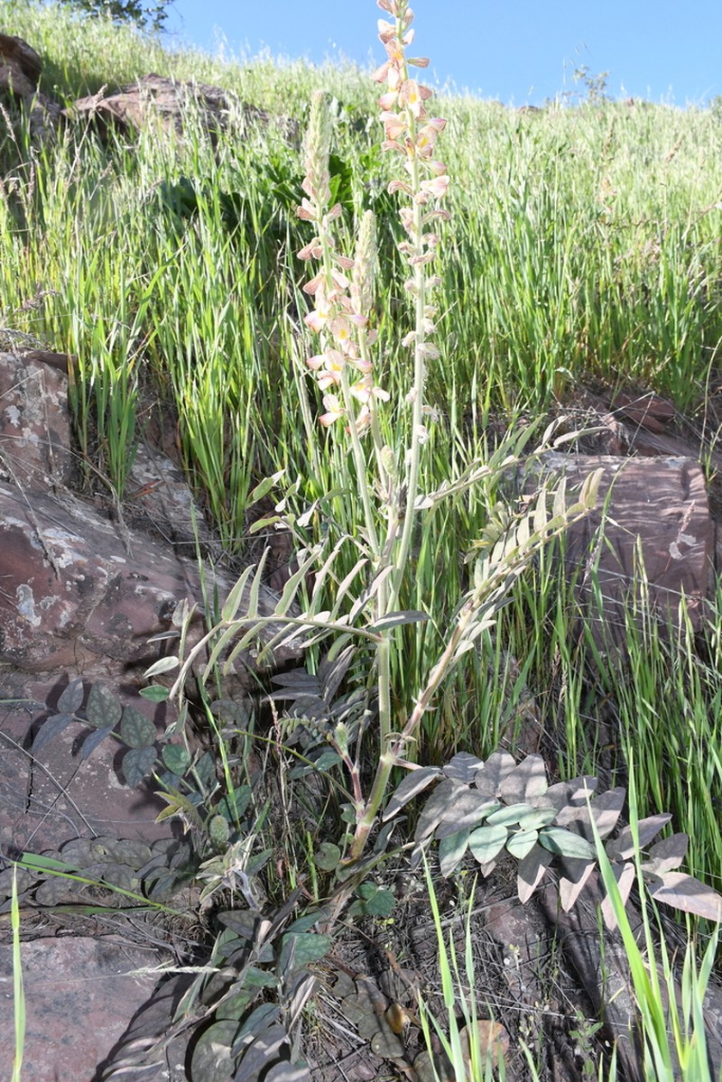 Onobrychis baldzuanica