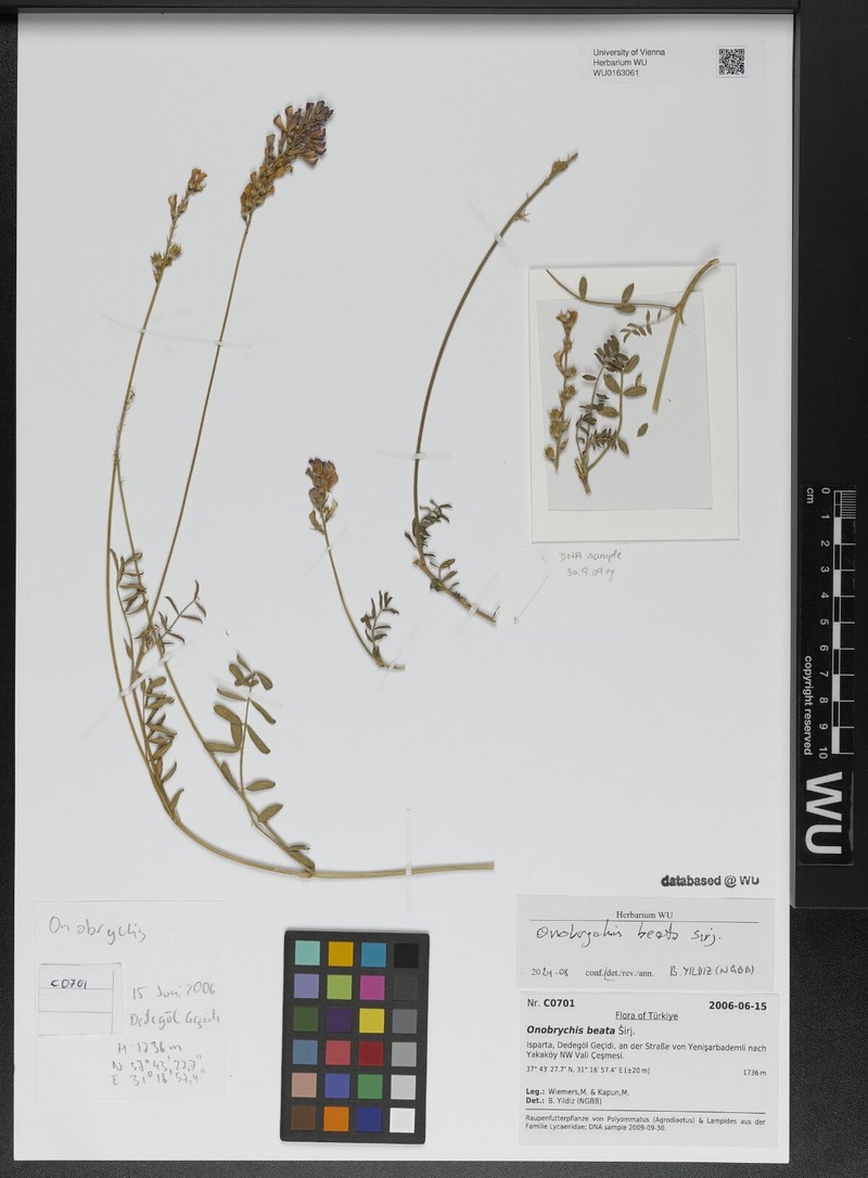 Onobrychis beata