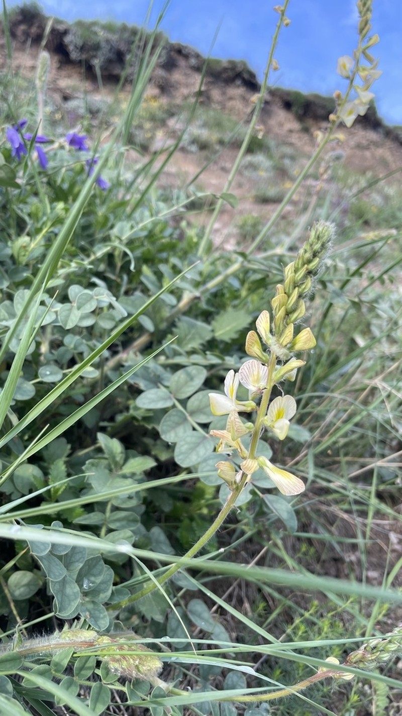 Onobrychis bobrovii