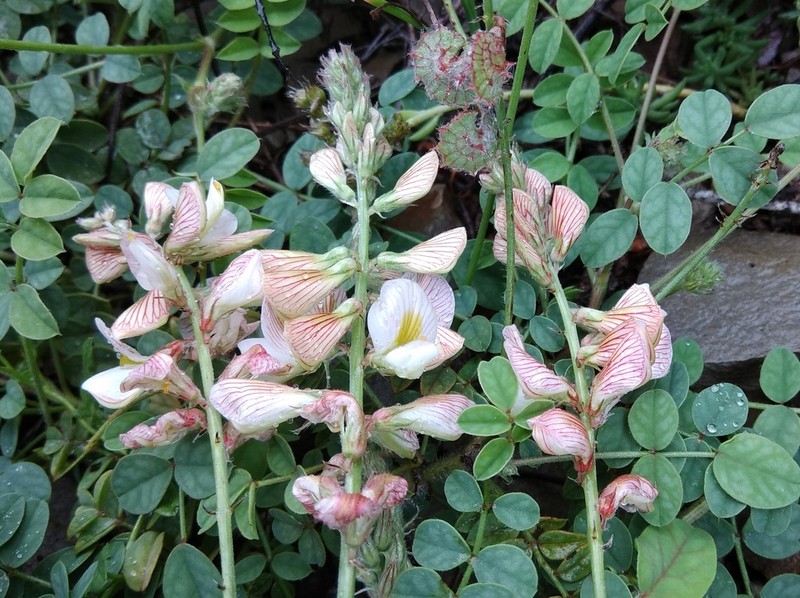 Onobrychis bobrovii photo 2