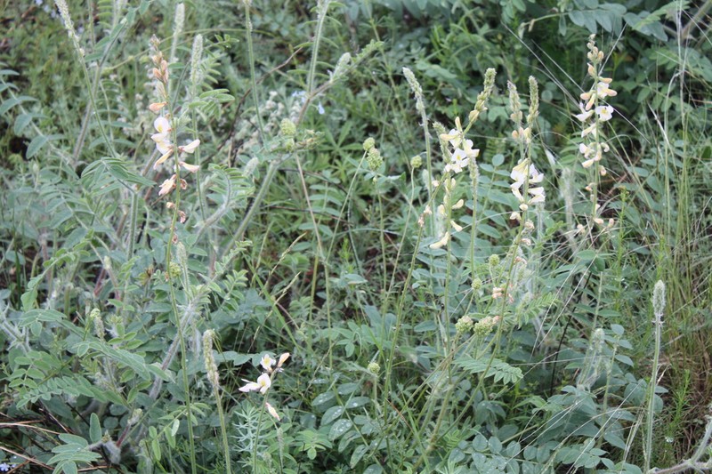 Onobrychis bobrovii photo 4