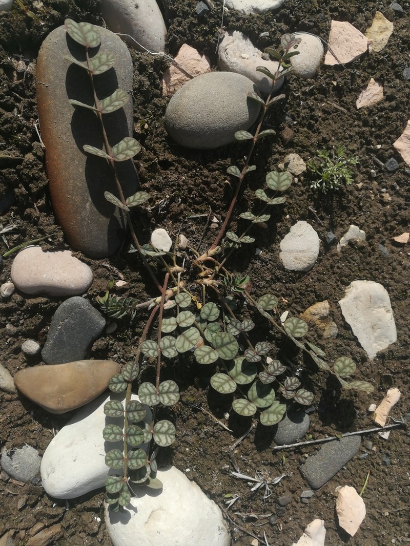 Onobrychis bobrovii photo 6
