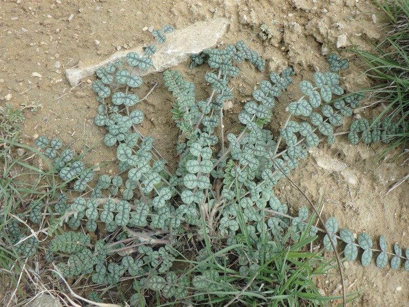 Onobrychis bobrovii photo 7