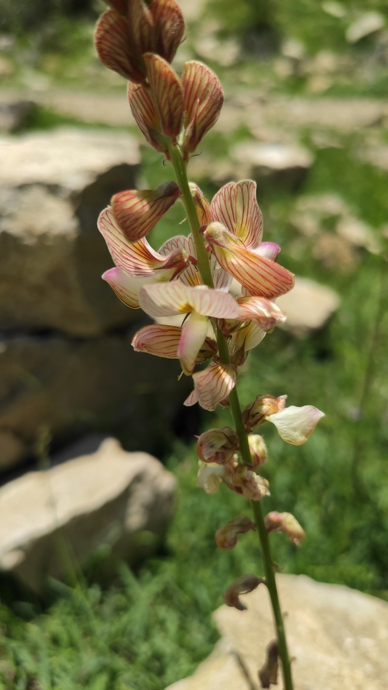 Onobrychis bobrovii photo 8