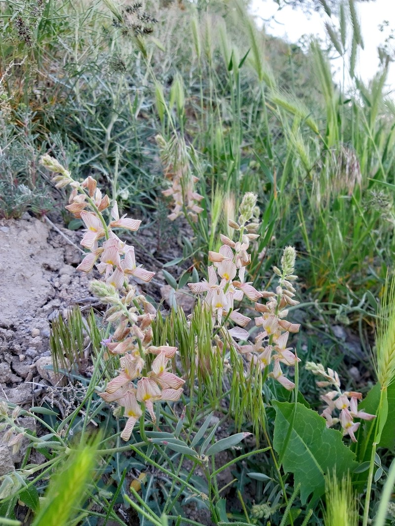 Onobrychis buhseana
