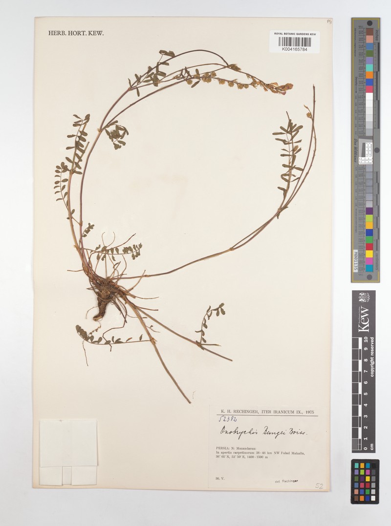 Onobrychis bungei