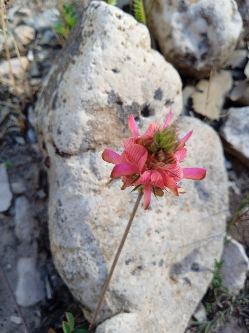 Onobrychis cadevallii