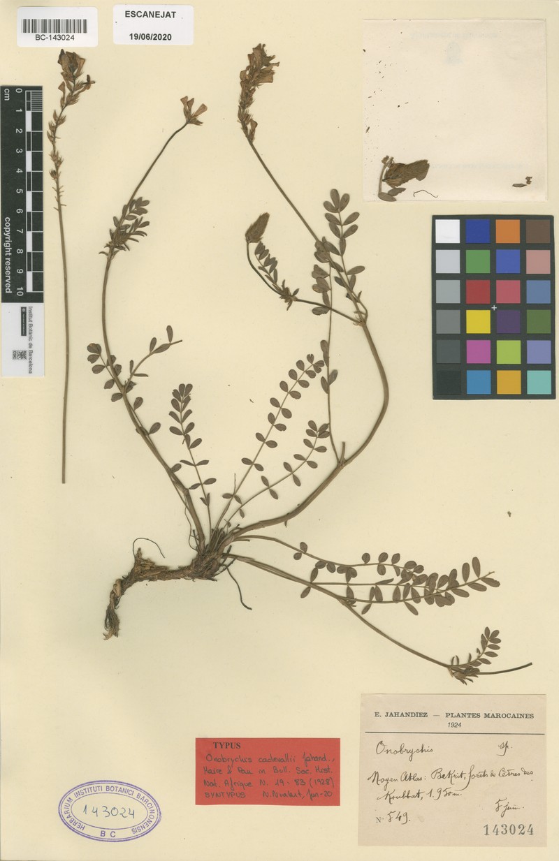 Onobrychis cadevallii photo 2