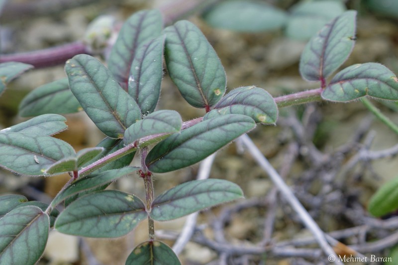 Onobrychis cappadocica