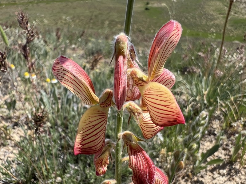 Onobrychis cappadocica photo 2