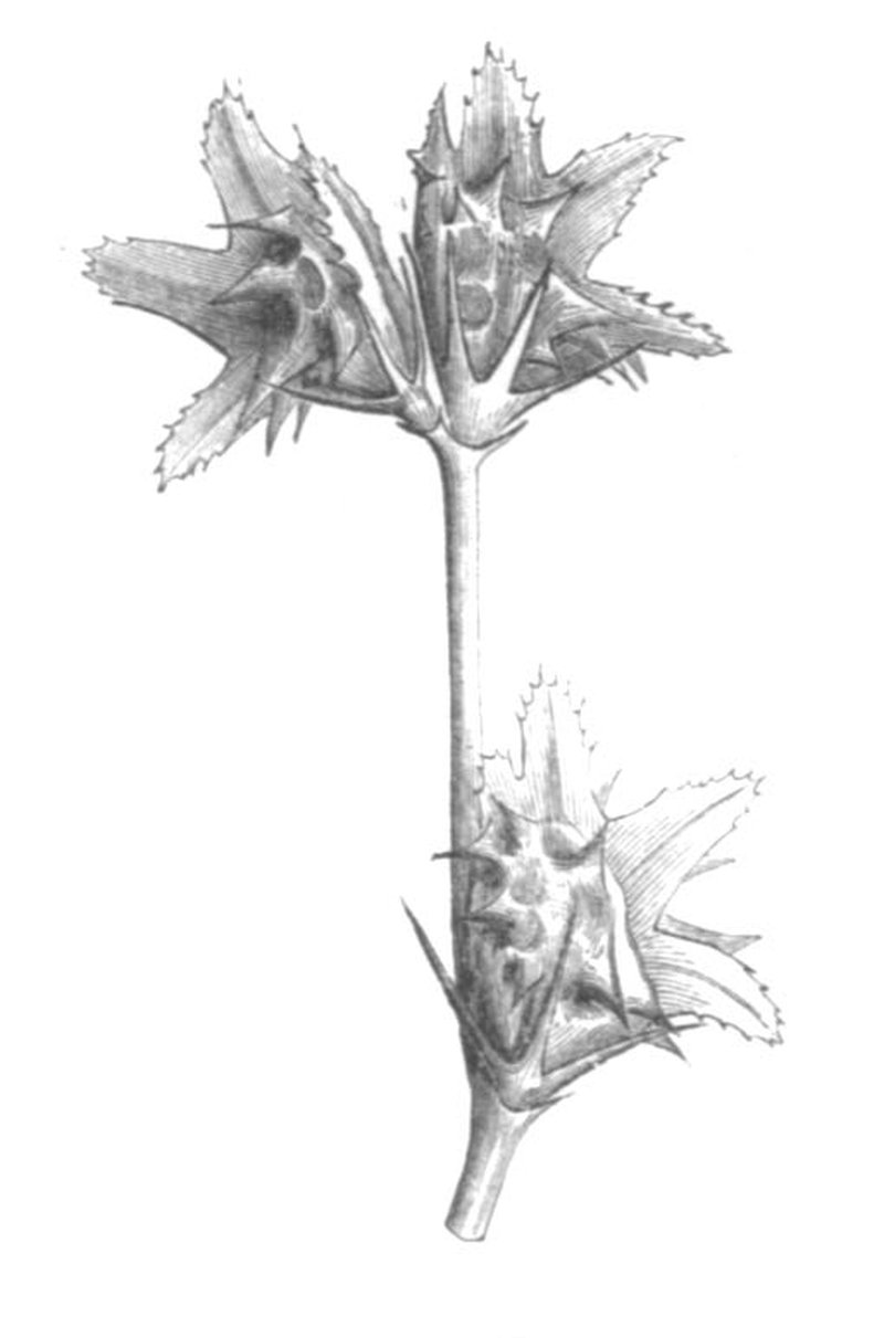 Cockshead Sainfoin