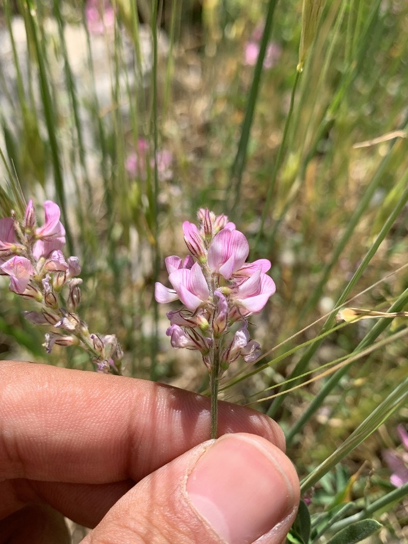 Onobrychis carduchorum